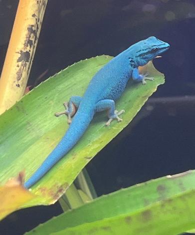 Electric Blue Day Gecko - Lygodactylus williamsi