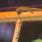 Electric Blue Day Gecko - Lygodactylus williamsi