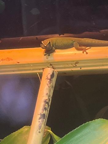 Electric Blue Day Gecko - Lygodactylus williamsi