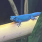 Electric Blue Day Gecko - Lygodactylus williamsi