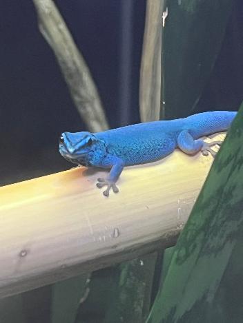 Electric Blue Day Gecko - Lygodactylus williamsi