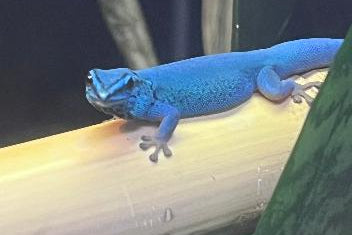 Electric Blue Day Gecko (Lygodactylus williamsi)