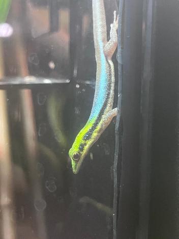 Neon Day Gecko - Phelsuma klemmeri