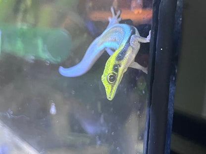 Neon Day Gecko - Phelsuma klemmeri