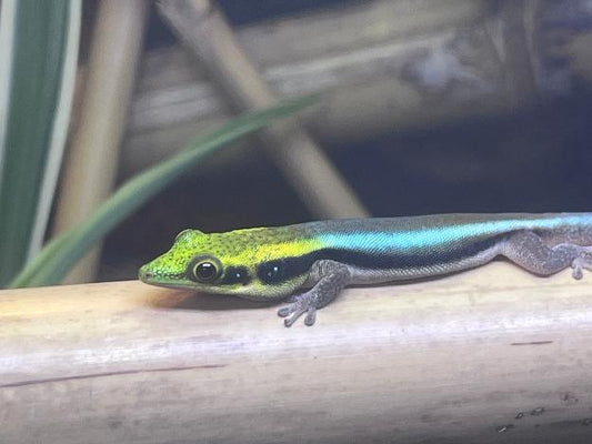 Neon Day Gecko - Phelsuma klemmeri