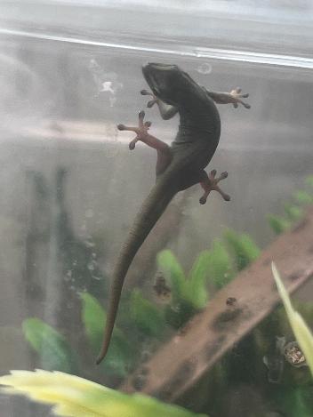 Electric Blue Day Gecko - Lygodactylus williamsi