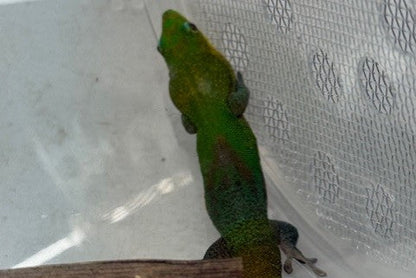 Adult female Angularis gecko - Phelsuma laticauda angularis