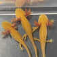 GFP Golden Albino Axolotl 3-4"