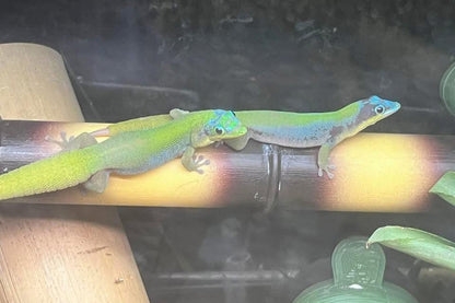 Hawaiian Blue Gold Dust Day Gecko (Phelsuma laticauda)