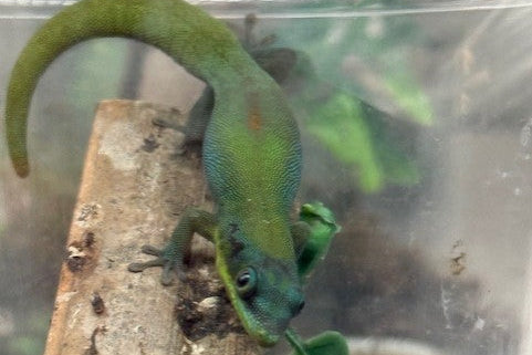 Hawaiian Blue Gold Dust Day Gecko (Phelsuma laticauda)