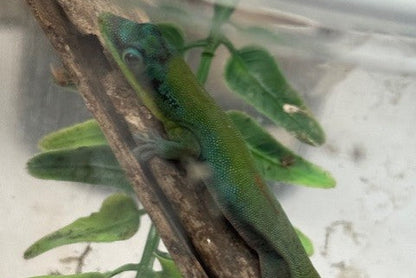 Hawaiian Blue Gold Dust Day Gecko (Phelsuma laticauda)
