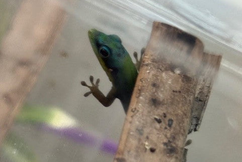 Hawaiian Blue Gold Dust Day Gecko (Phelsuma laticauda)