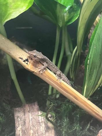 Mourning Gecko - Lepidodactylus lugubris