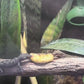 Mourning Gecko - Lepidodactylus lugubris