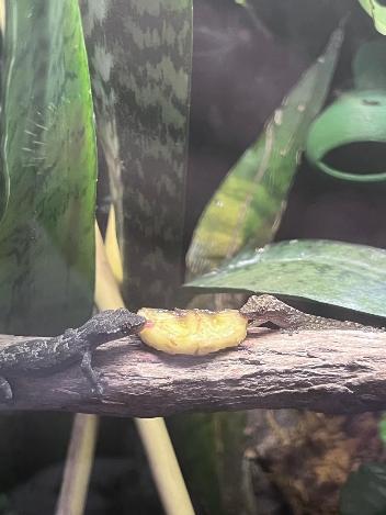 Mourning Gecko - Lepidodactylus lugubris