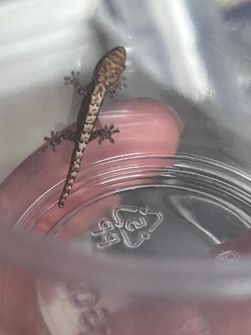 Mourning Gecko - Lepidodactylus lugubris