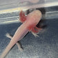 Albino Axolotl 4-5”