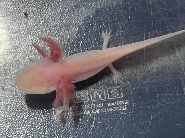 Albino Axolotl 4-5”