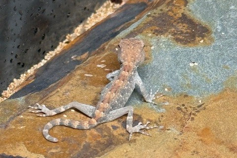 Scorpion tail geckos (Pristurus carteri)