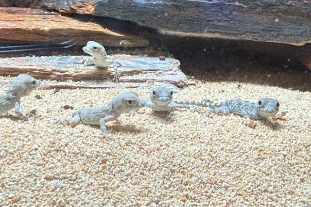 Scorpion tail geckos (Pristurus carteri)