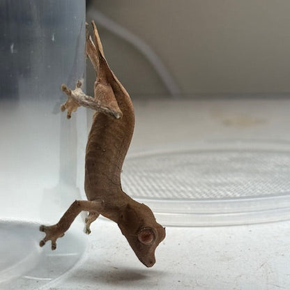 Spearpoint Leaf-Tail Gecko (Uroplatus ebenaui)