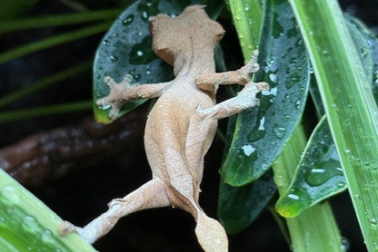 Spearpoint Leaf-Tail Gecko (Uroplatus ebenaui)