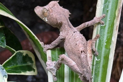 Spearpoint Leaf-Tail Gecko (Uroplatus ebenaui)