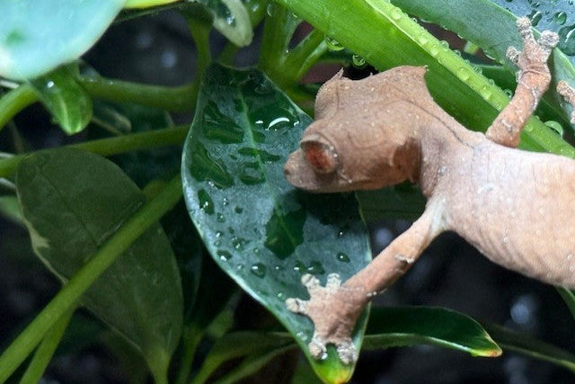 Spearpoint Leaf-Tail Gecko (Uroplatus ebenaui)