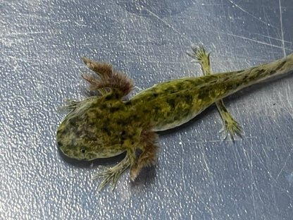 Wild Axolotl 4-6”