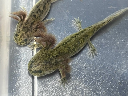 Wild Axolotl 4-6”