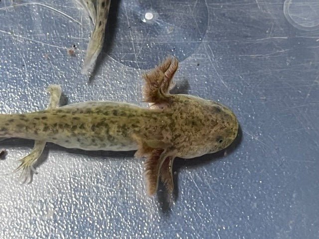 GFP Wild Axolotl 4-5”
