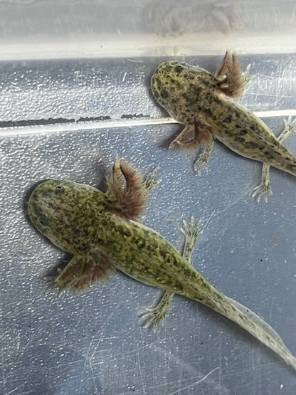 Wild Axolotl 4-6”