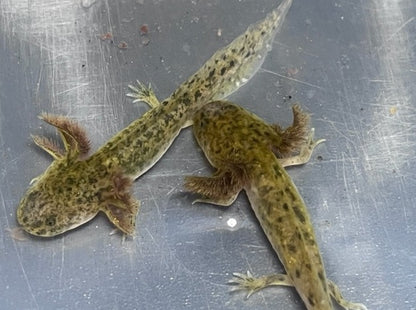 Wild Axolotl 4-6”