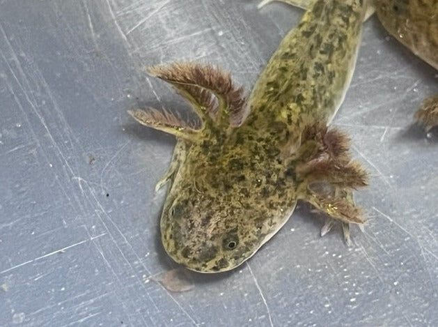 GFP Wild Axolotl 4-5”