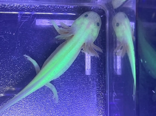 GFP Leucistic Axolotl 4-5”