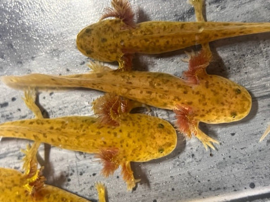 GFP Copper Axolotl 3-4"