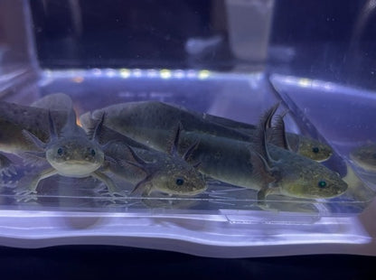 Melanoid Axolotl 4-6”